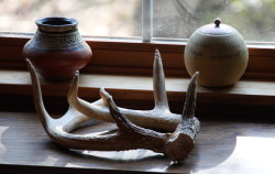 Antler & vases